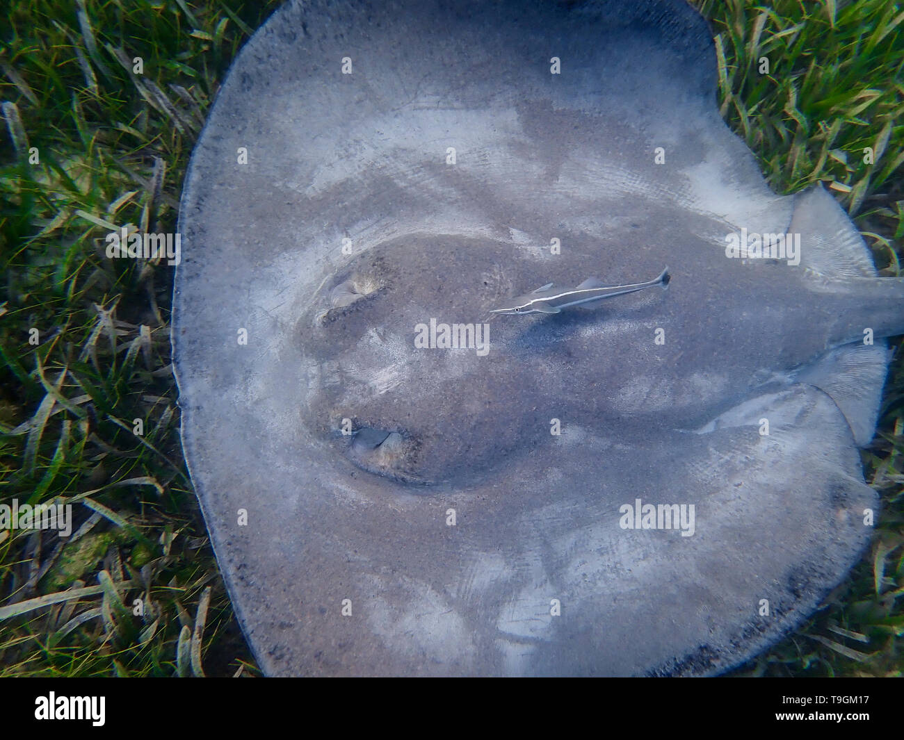 Southern stingray, Hypanus americanus e comune, remora Remora remora nuoto sul fondo marino Ranguana Cay, Belize Foto Stock