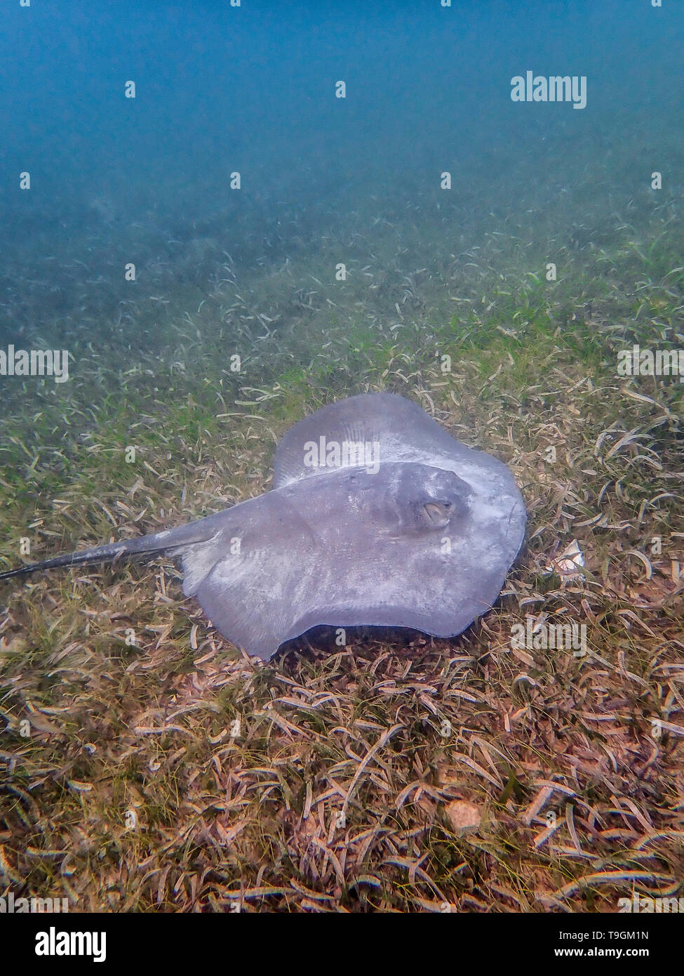 Southern stingray, Hypanus americanus nuoto sul fondo marino Ranguana Cay, Belize Foto Stock