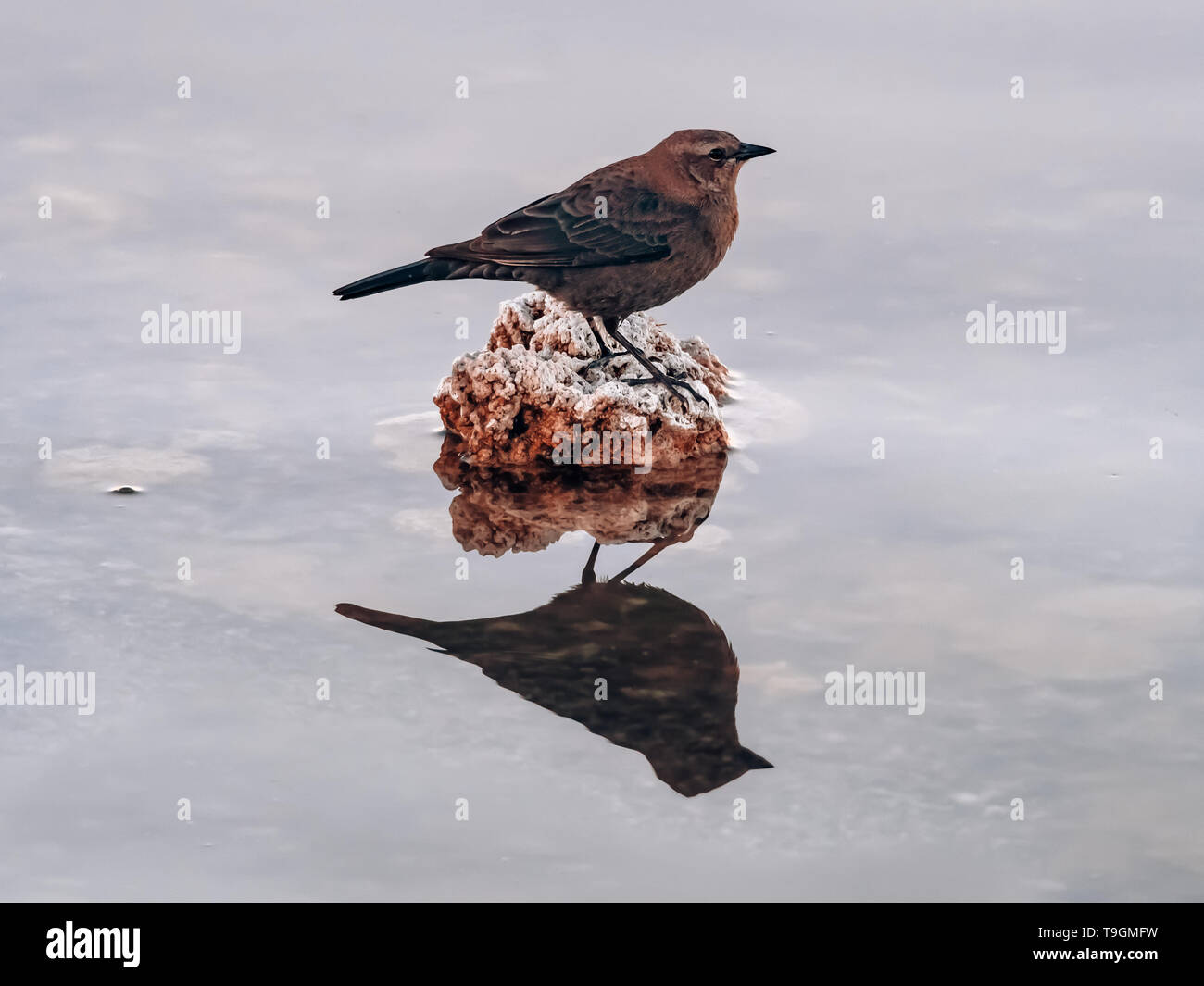 Foto del profilo di un uccello del bilanciere in piedi su una roccia con specchio riflesso in acqua Foto Stock