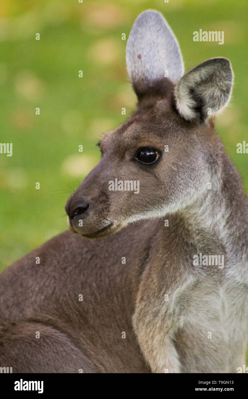 Ritratto di canguro ,Perth, Western Australia, Australia. Foto Stock
