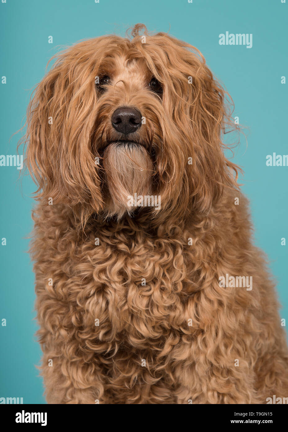 Ritratto di un labradoodle guardando la telecamera su uno sfondo blu in un'immagine verticale con la bocca chiusa Foto Stock