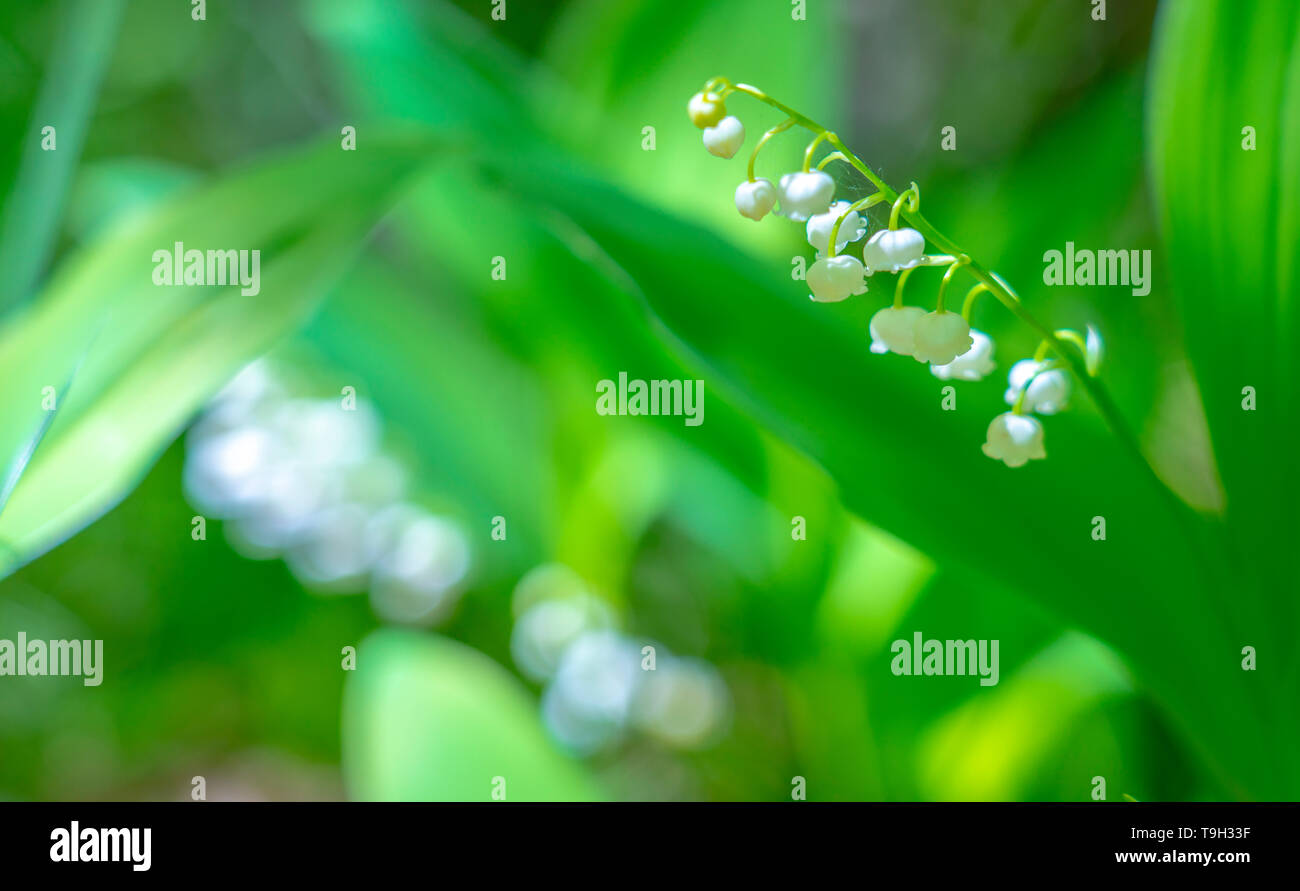 La molla il giglio della valle fiore close-up contro lo sfondo di Unsharp fogliame sotto la luce diretta del sole. Foto Stock