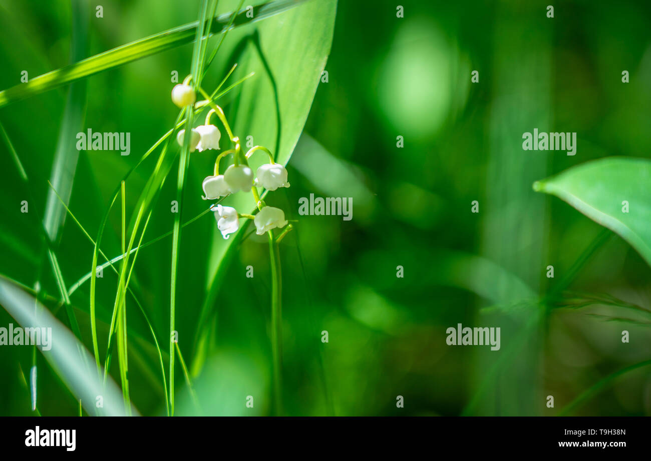 La molla il giglio della valle fiore close-up contro lo sfondo di Unsharp fogliame sotto la luce diretta del sole. Foto Stock