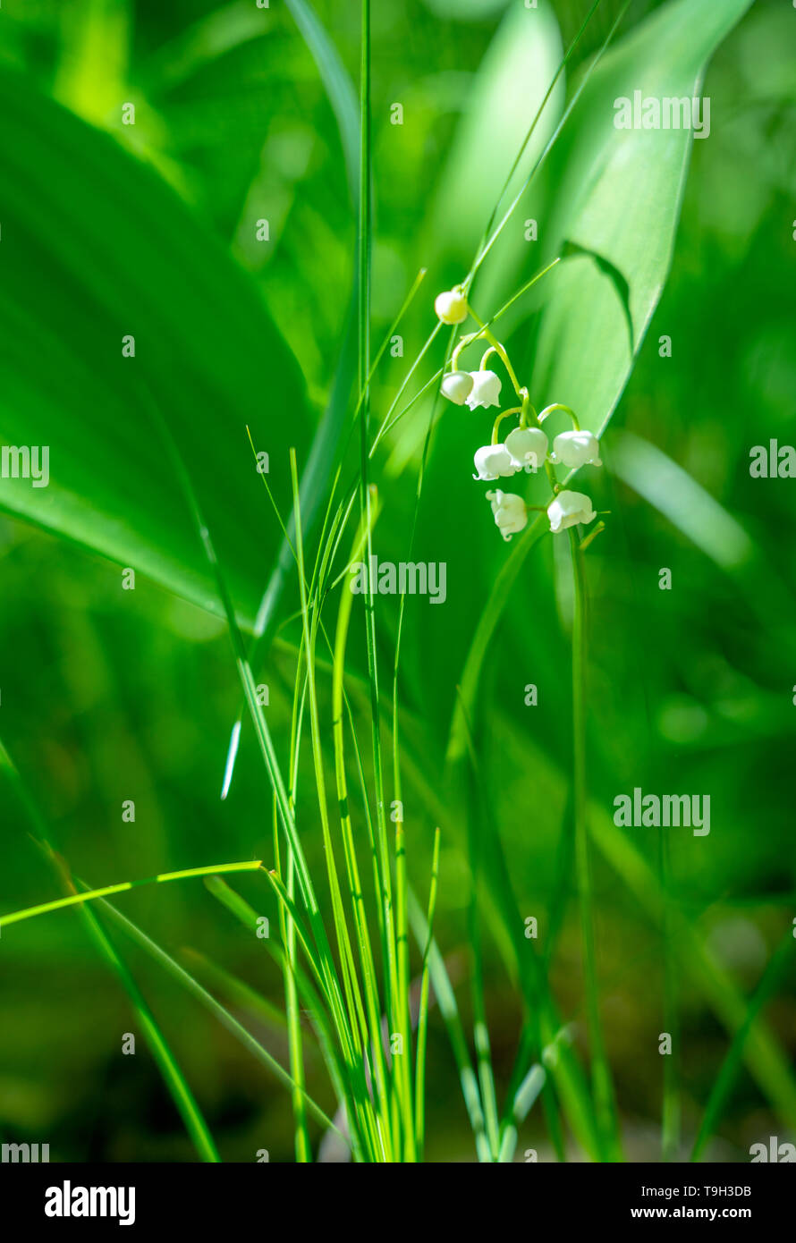 La molla il giglio della valle fiore close-up contro lo sfondo di Unsharp fogliame sotto la luce diretta del sole. Foto Stock