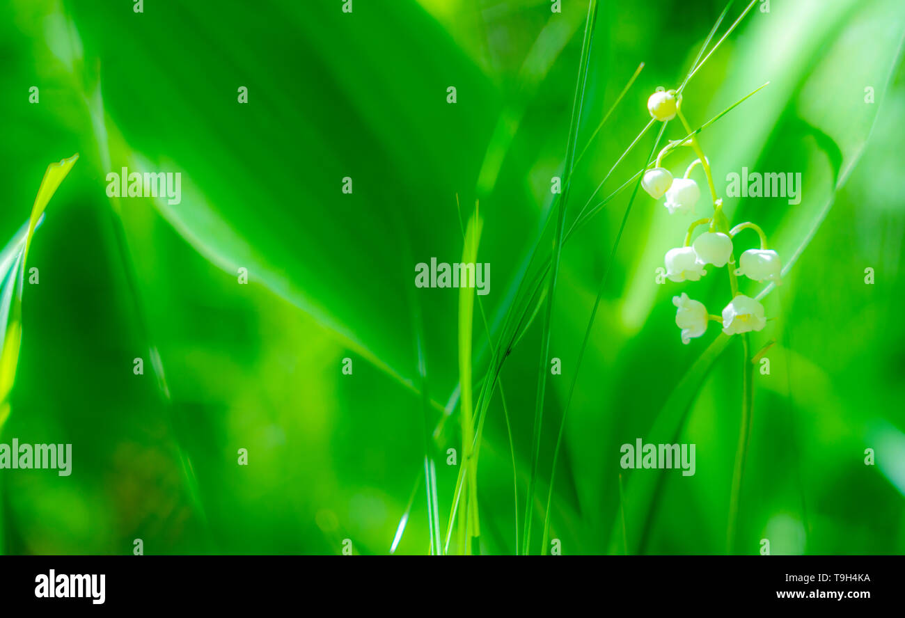 La molla il giglio della valle fiore close-up contro lo sfondo di Unsharp fogliame sotto la luce diretta del sole. Foto Stock