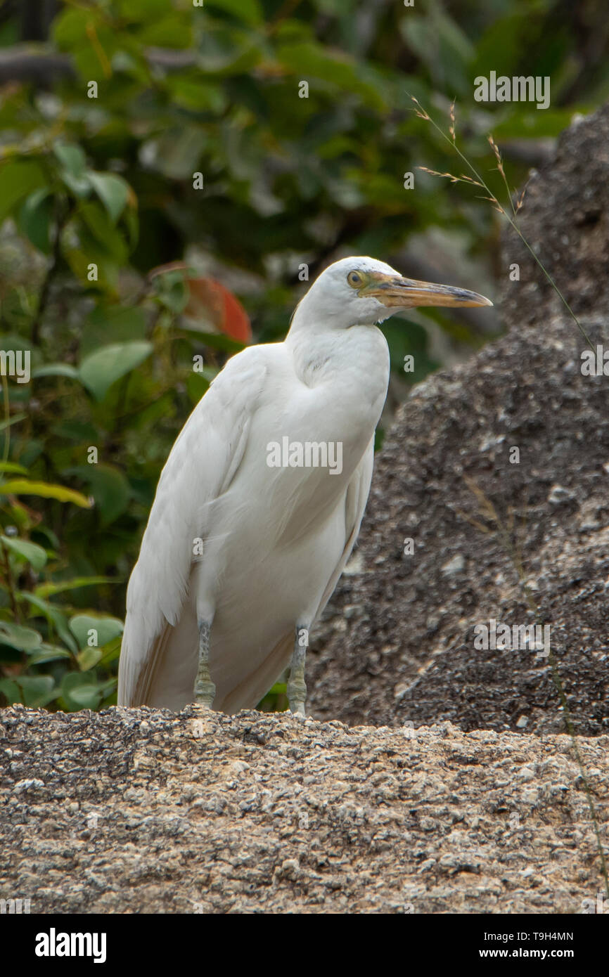 Scogliera orientale garzetta, Egretta sacra su Lizard Island, Queensland Foto Stock