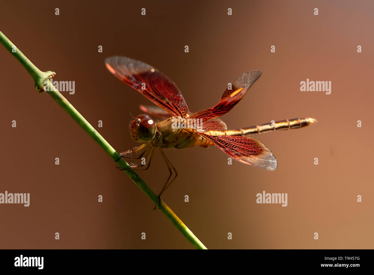 Dipinto Grasshawk, Neurothemis stigmatizans di Arnhem Land, NT Foto Stock