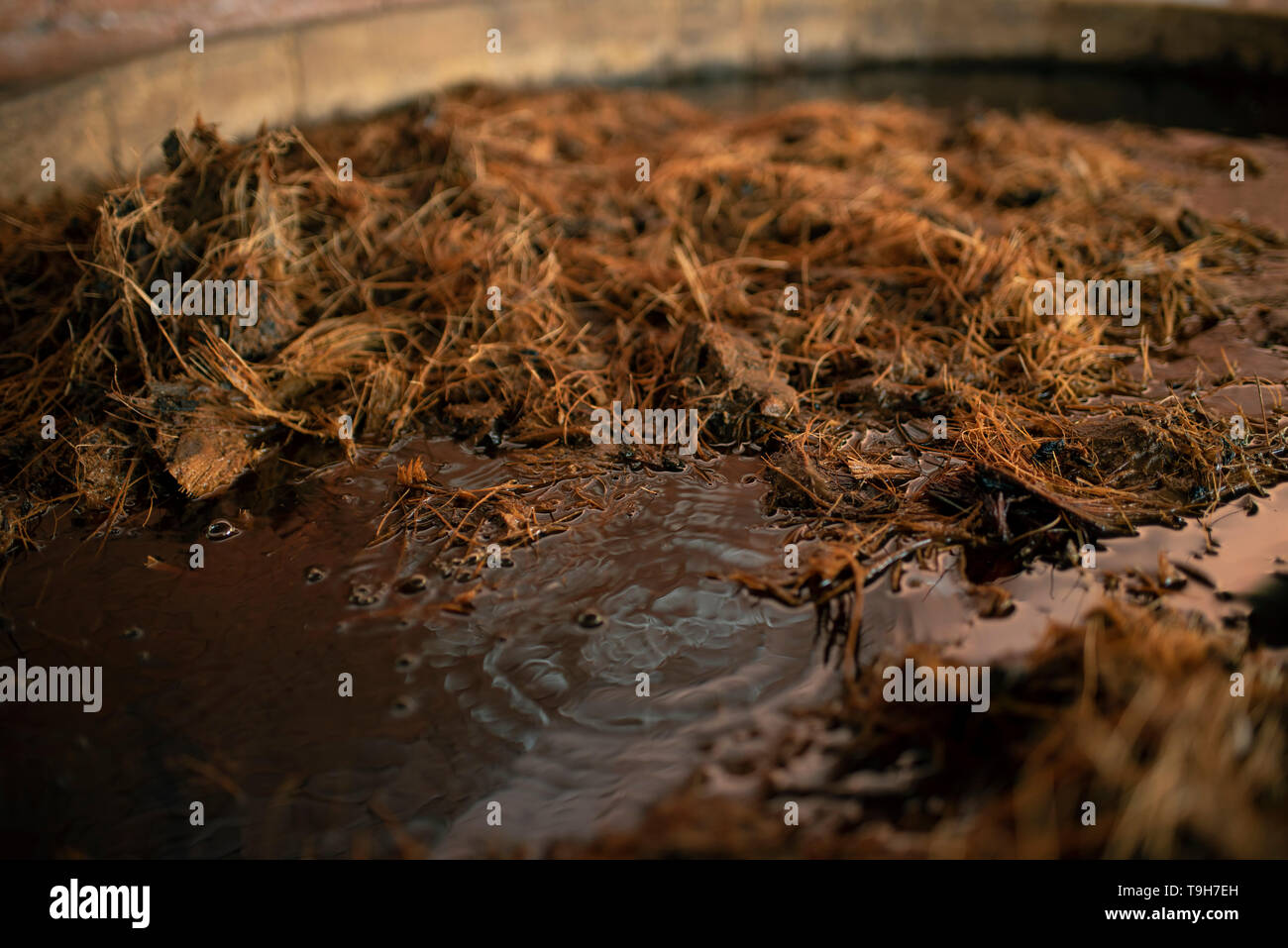 Close-up di agave mash a Mezcal distilleria. Teotitlan del Valle, Stato di Oaxaca, Messico. Apr 2019 Foto Stock