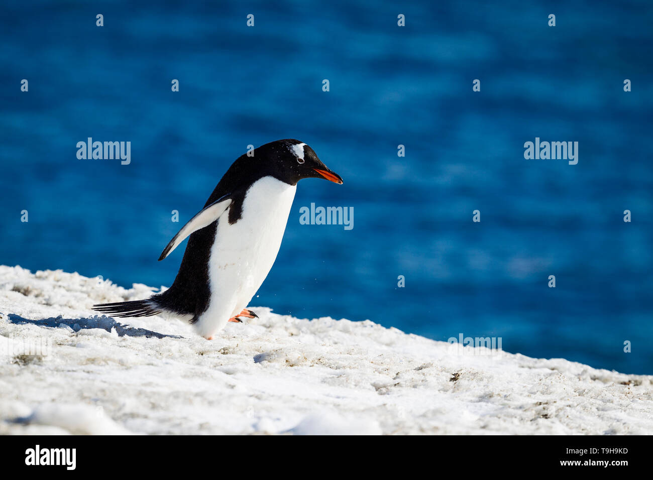 Una camminata pinguino Gentoo, Antartide. Foto Stock