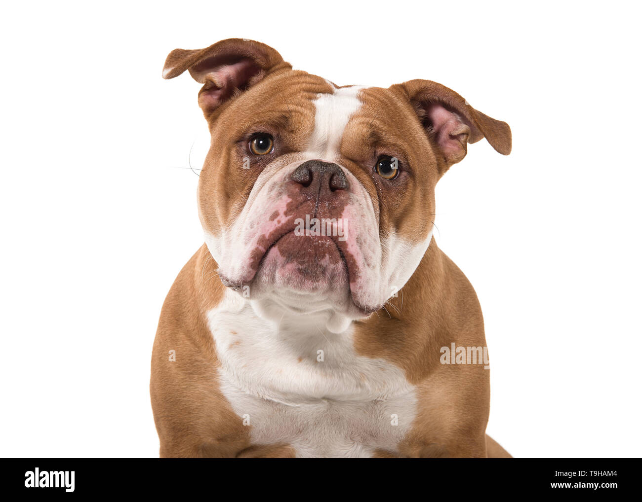 Ritratto di un vecchio Bulldog inglese sporgersi in avanti e guardando la telecamera isolata su uno sfondo bianco Foto Stock
