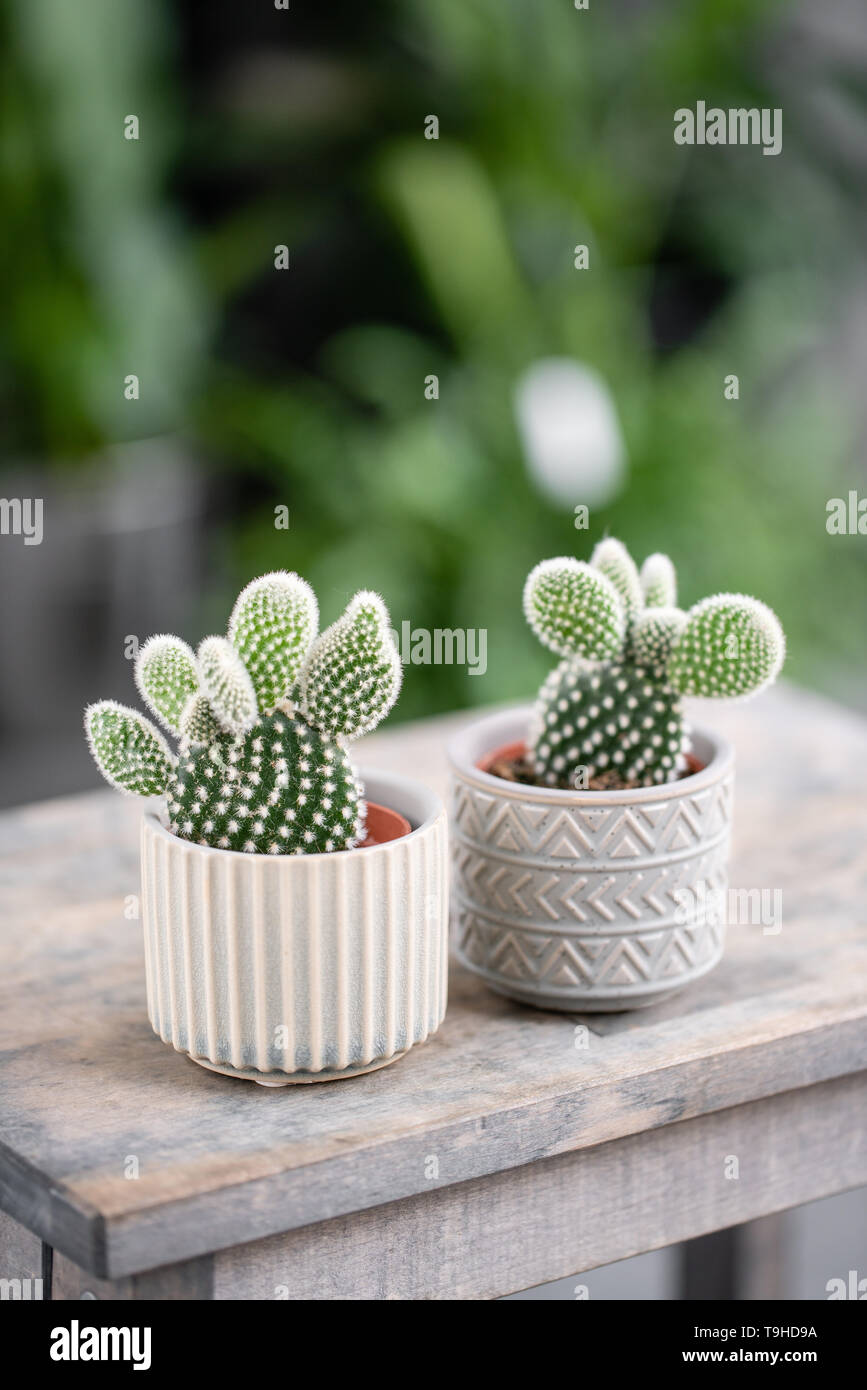 Cactus amante. Collezione di cactus in eleganti vasi di ceramica sul tavolo  di legno. Casa minimalista interno con composizione di cactus e piante  grasse Foto stock - Alamy