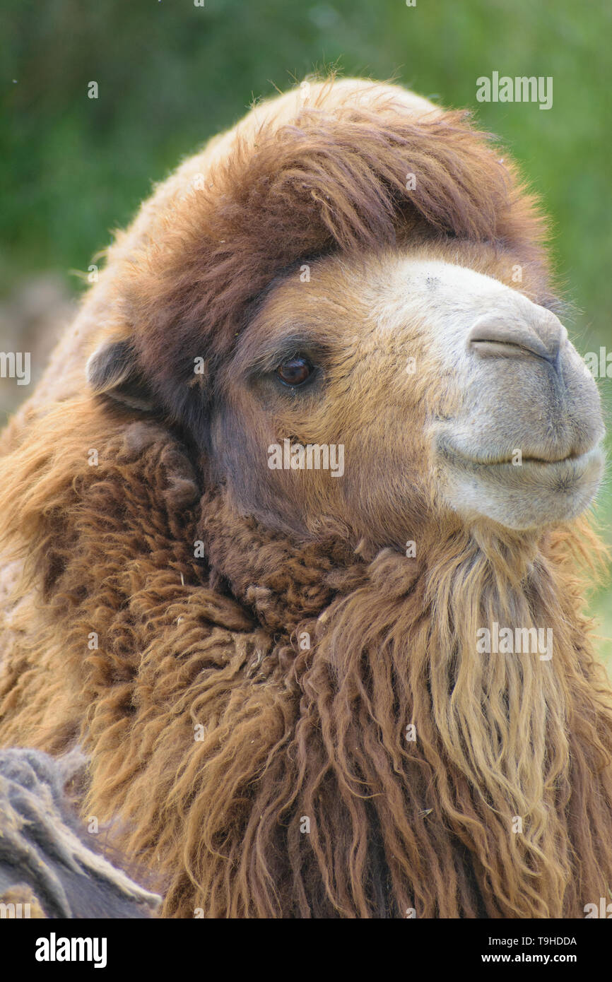 Bactrian camel (Camelus bactrianus) ritratto Foto Stock