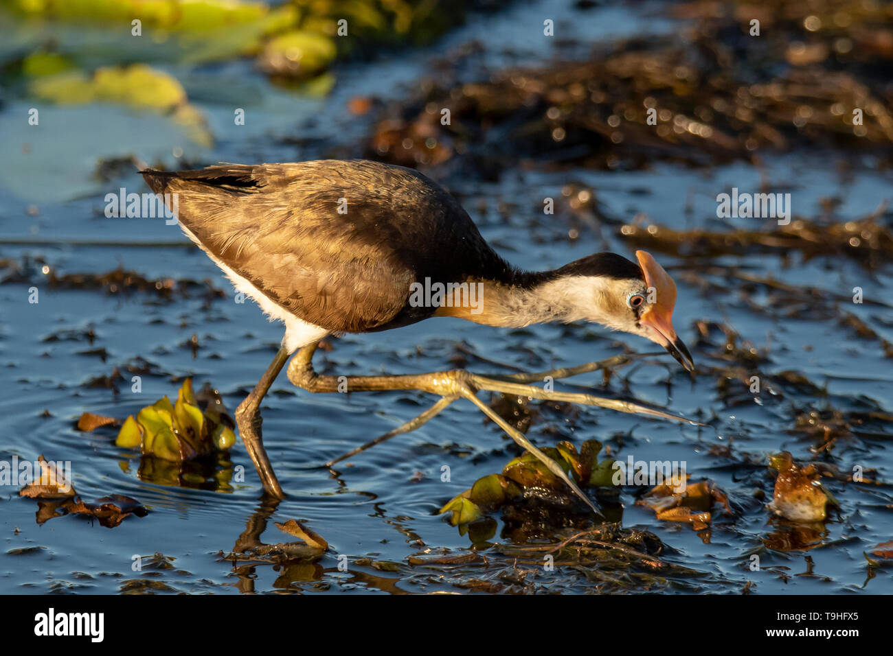 Pettine-crested Jacana, Irediparra gallinacea in acque gialle, Kakadu NP, NT Foto Stock