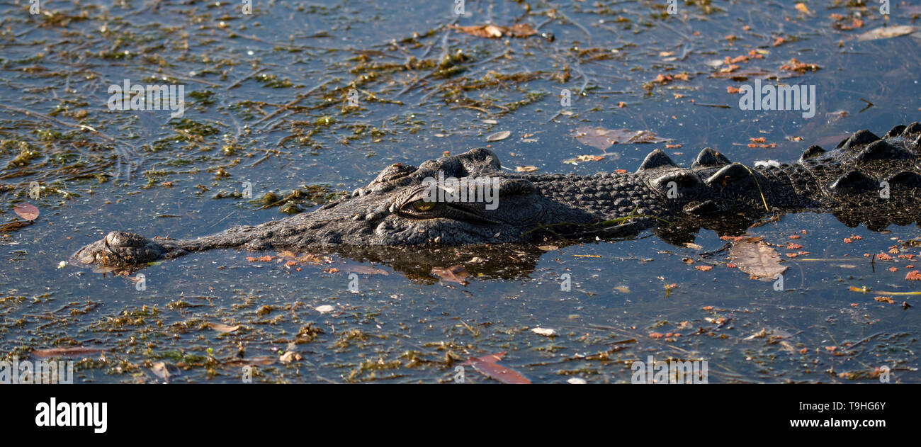 Coccodrillo di acqua salata, Crocodylus porosus in Acque Gialle Panorama, Kakadu NP, NT Foto Stock
