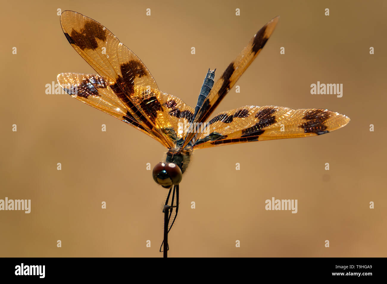 Graphic Flutterer, Rhyothemis graphiptera a Mary River, NT Foto Stock