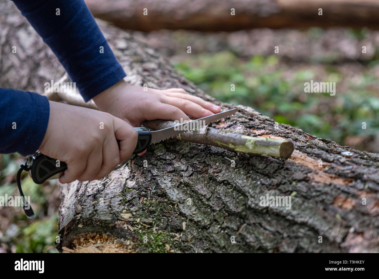 Le mani della bambina o boy utilizzando un coltellino svizzero, segagione di un pezzo di legno nella foresta, all'aperto e di sopravvivenza camping, divertimento nei boschi, nessuno Foto Stock