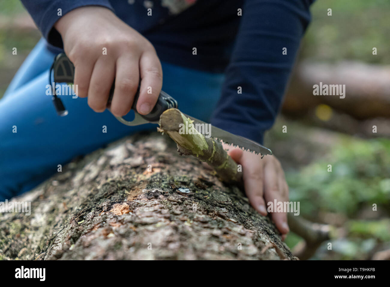 Le mani della bambina o boy utilizzando un coltellino svizzero, segagione di un pezzo di legno nella foresta, all'aperto e di sopravvivenza camping, divertimento nei boschi, nessuno Foto Stock