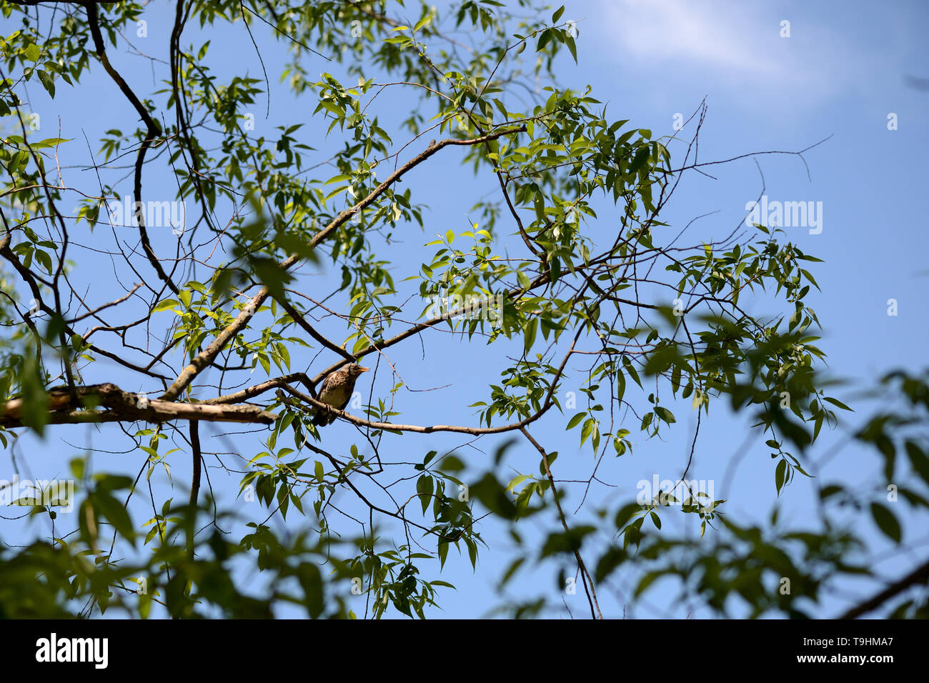 I tordi si siede su un ramo di albero su una luminosa giornata di sole Foto Stock