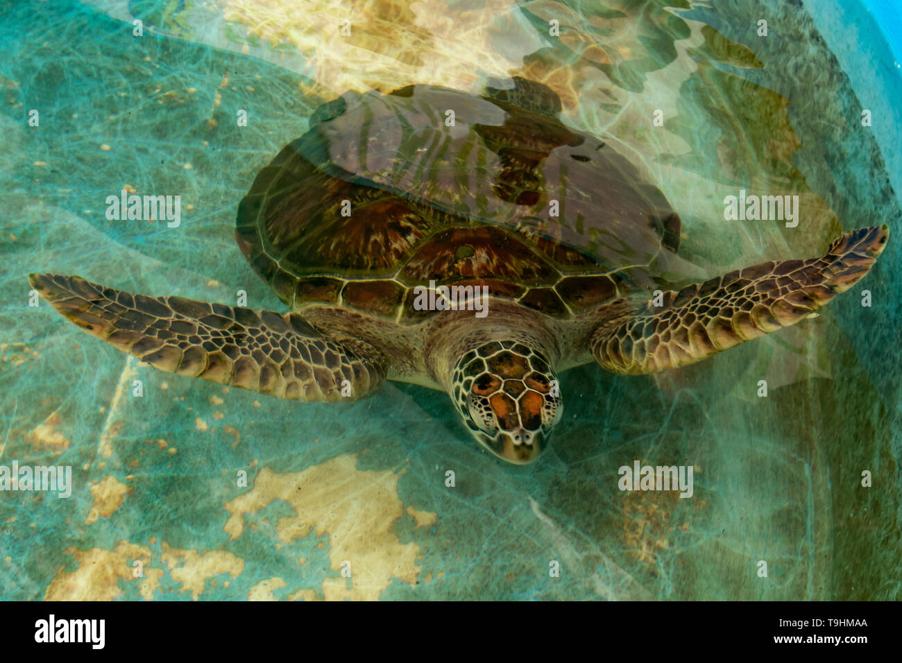 Tartaruga Verde, Chelonia Mydas a Cairns Turtle Centro di riabilitazione, Queensland Foto Stock