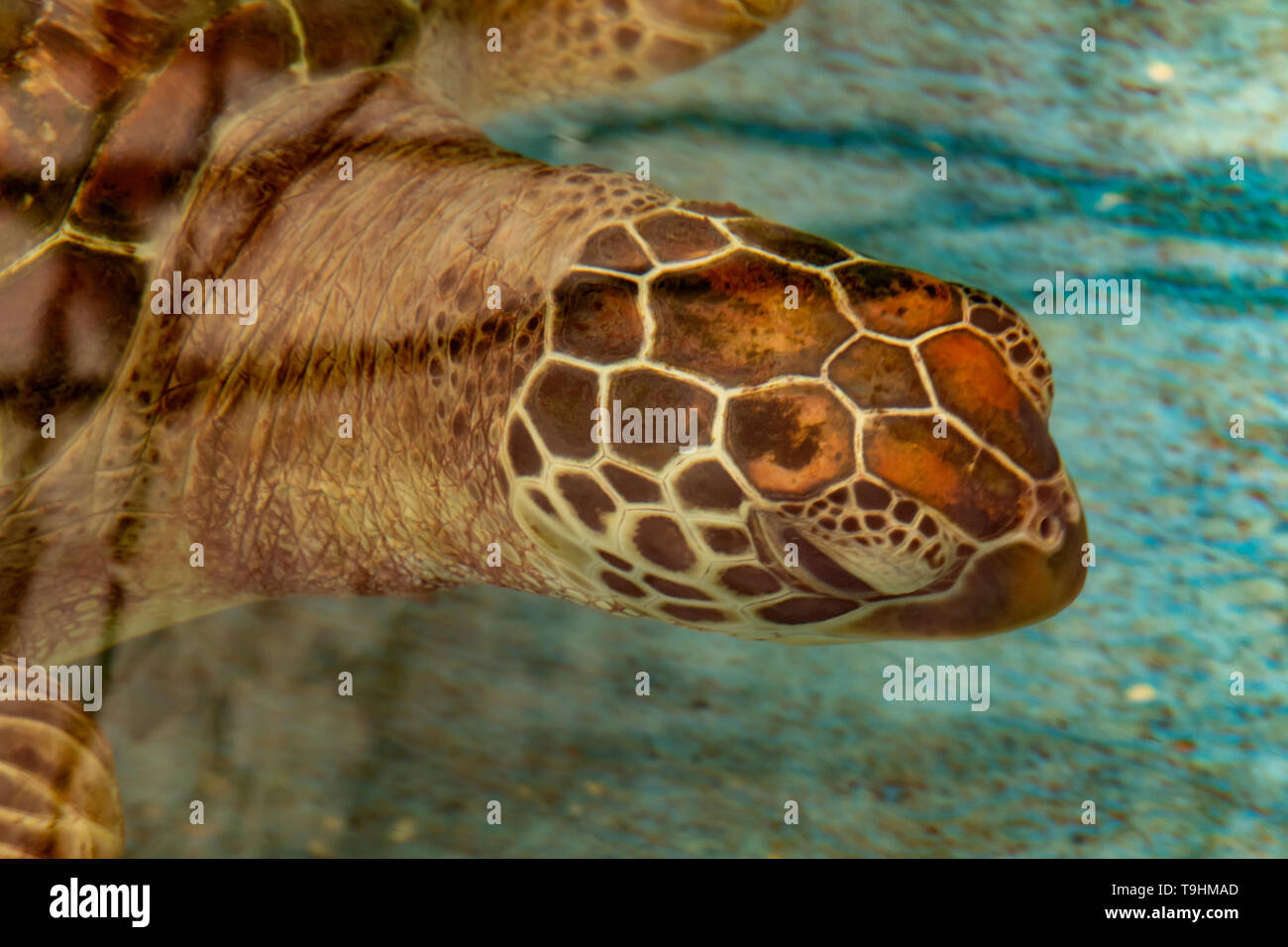 Tartaruga Verde, Chelonia Mydas a Cairns Turtle Centro di riabilitazione, Queensland Foto Stock