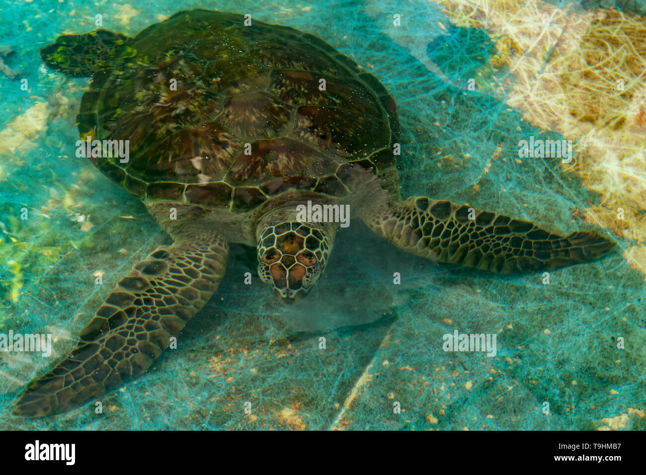 Tartaruga Verde, Chelonia Mydas a Cairns Turtle Centro di riabilitazione, Queensland Foto Stock