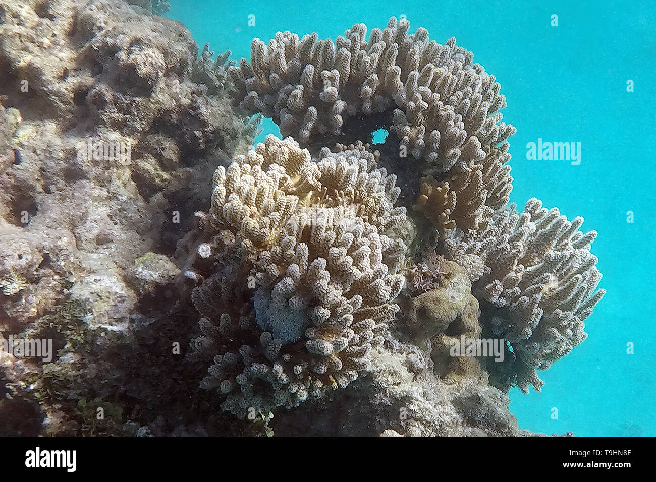 Corallo a Nathan Reef, della Grande Barriera Corallina, Queensland Foto Stock