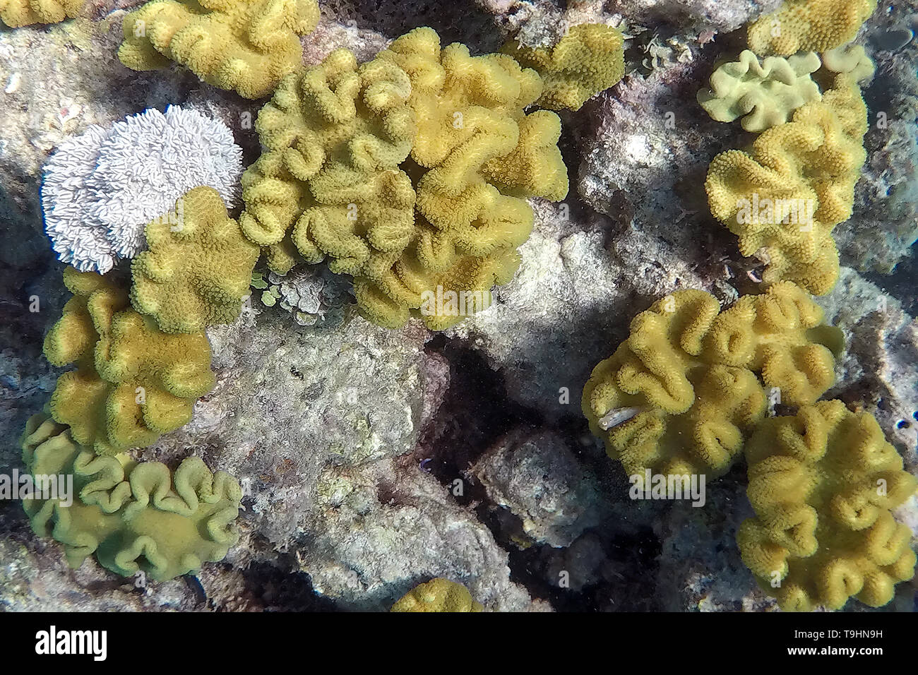 Incrosta Corallo a Nathan Reef, della Grande Barriera Corallina, Queensland Foto Stock