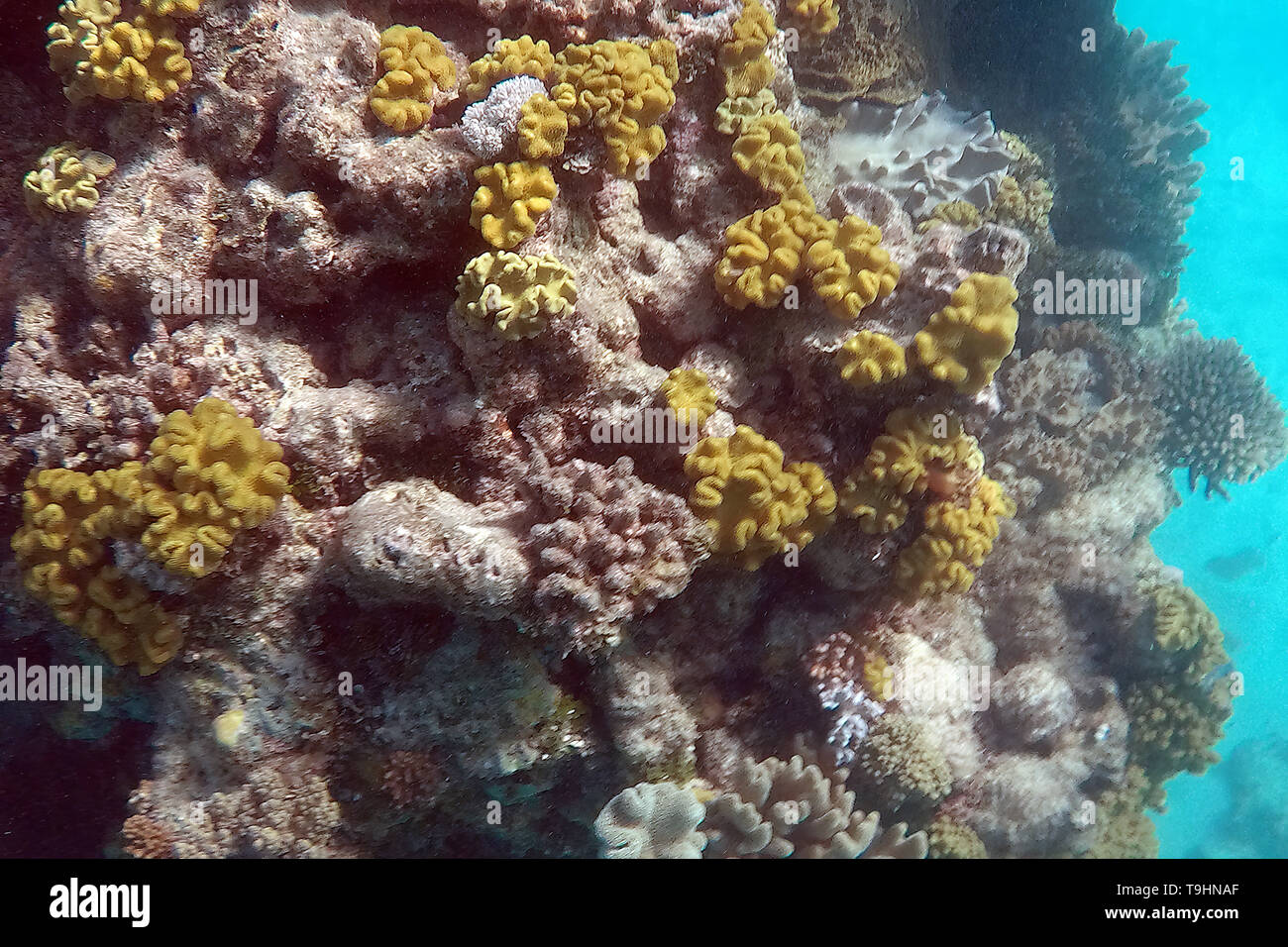 Corallo a Nathan Reef, della Grande Barriera Corallina, Queensland Foto Stock
