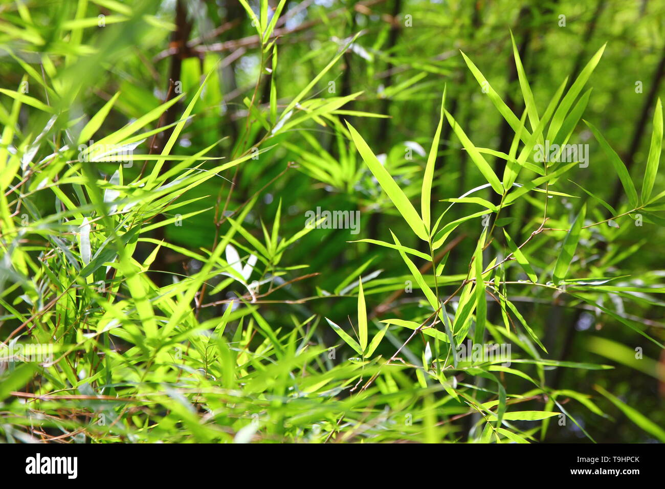 Verde di foglie di bambù sfondo Foto Stock