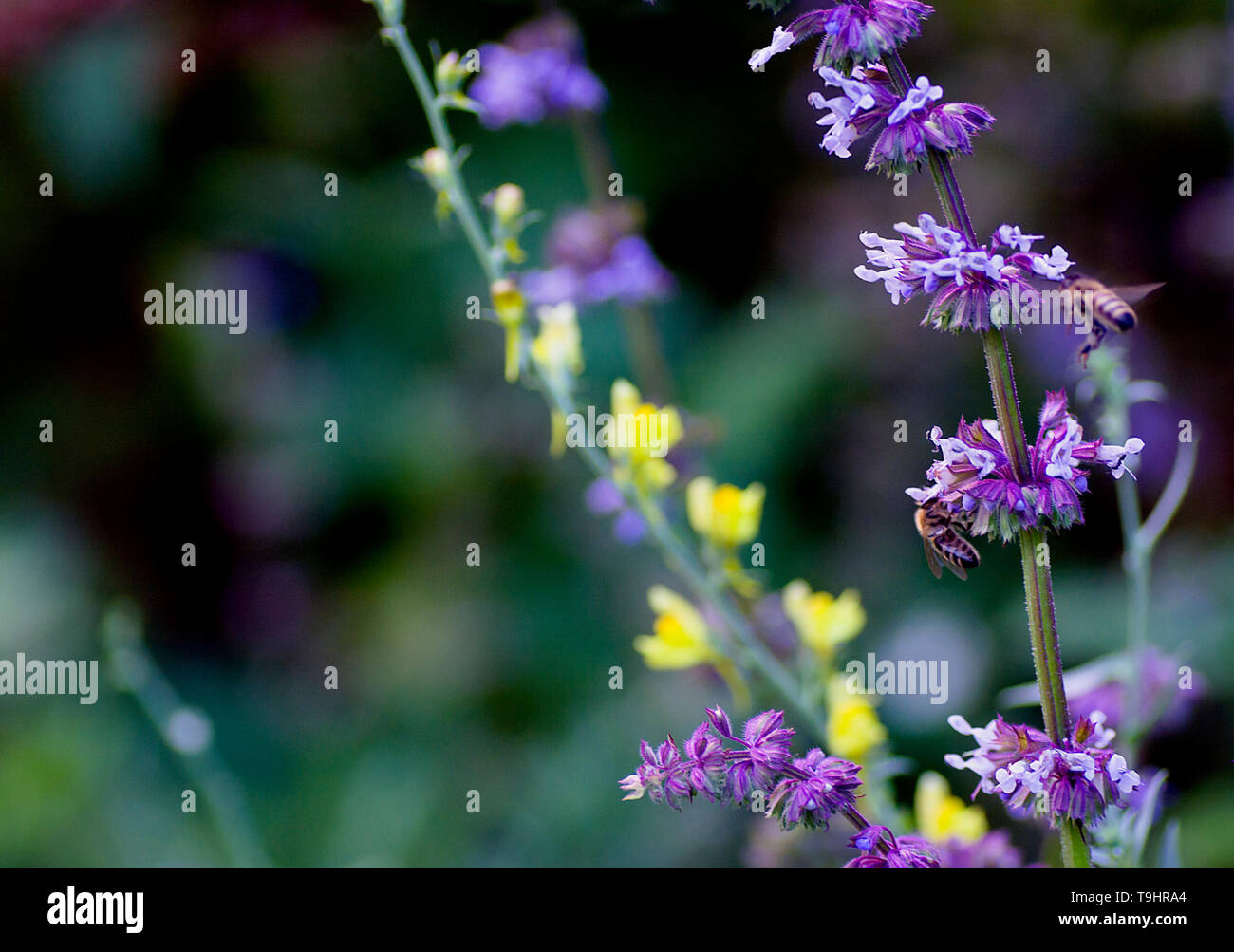 Le piante di campi e prati lino e salvia close-up sfondo naturale macro Foto Stock