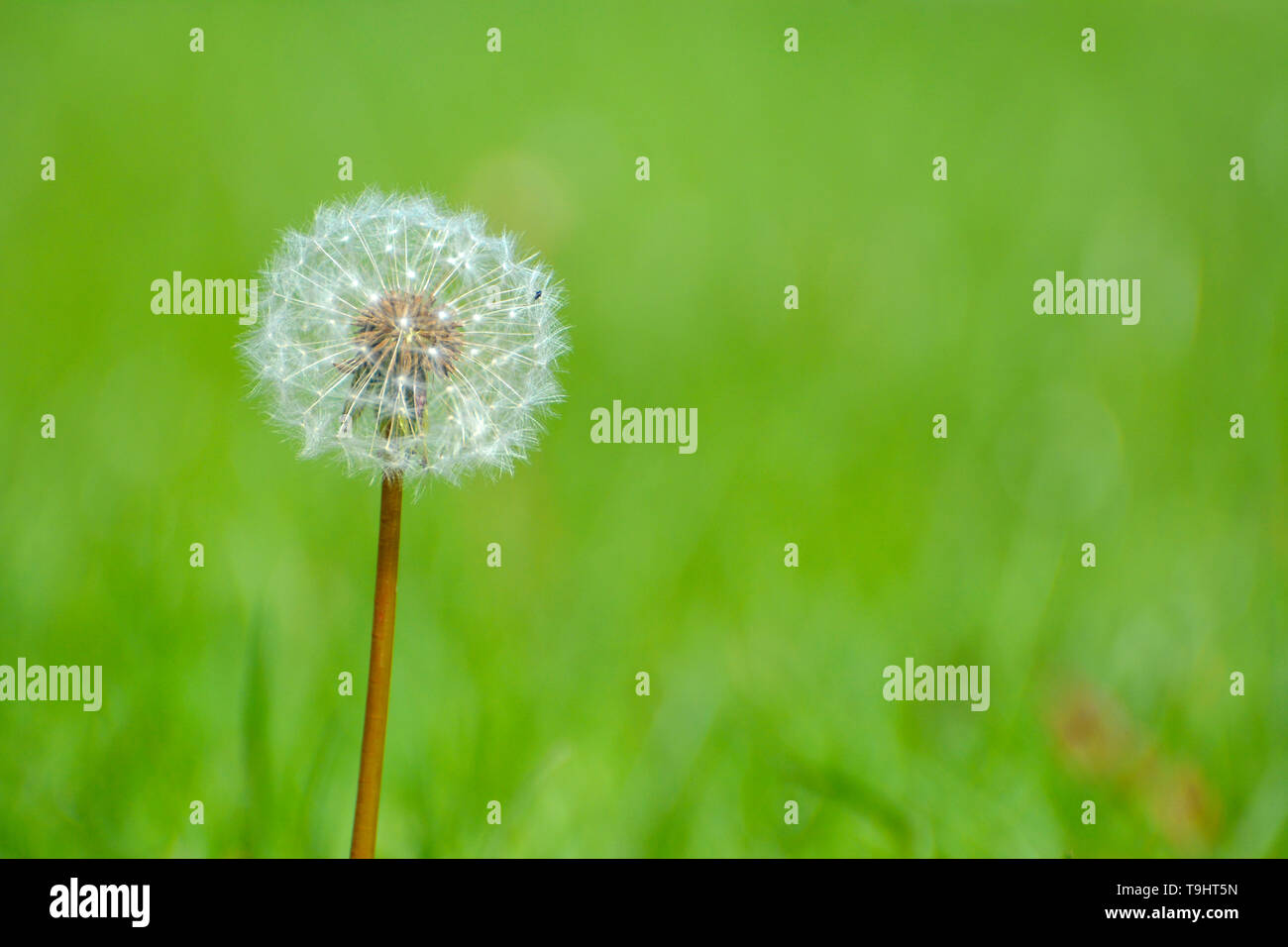 Tarassaco (Taraxacum officinale) Sementi di testa, in un giardino ,close up shot che mostra il dettaglio, full frame, spazio per la copia Foto Stock