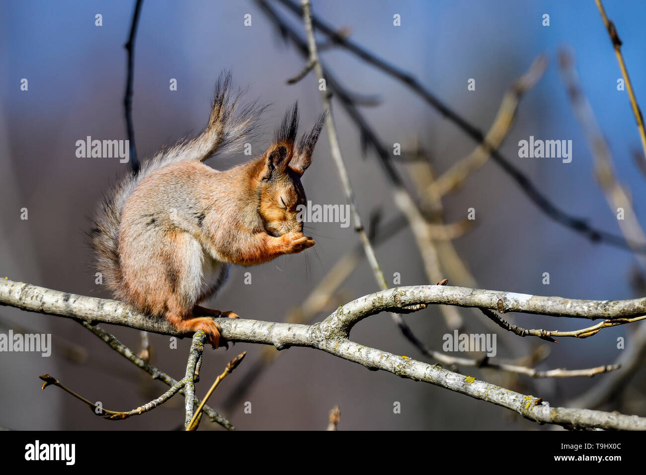 Scoiattolo rosso, a volte è il momento di avere un occhio chiuso Foto Stock