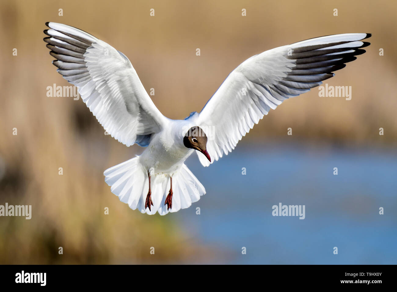 A testa nera Gull guardando come un 'White angel'. Foto Stock