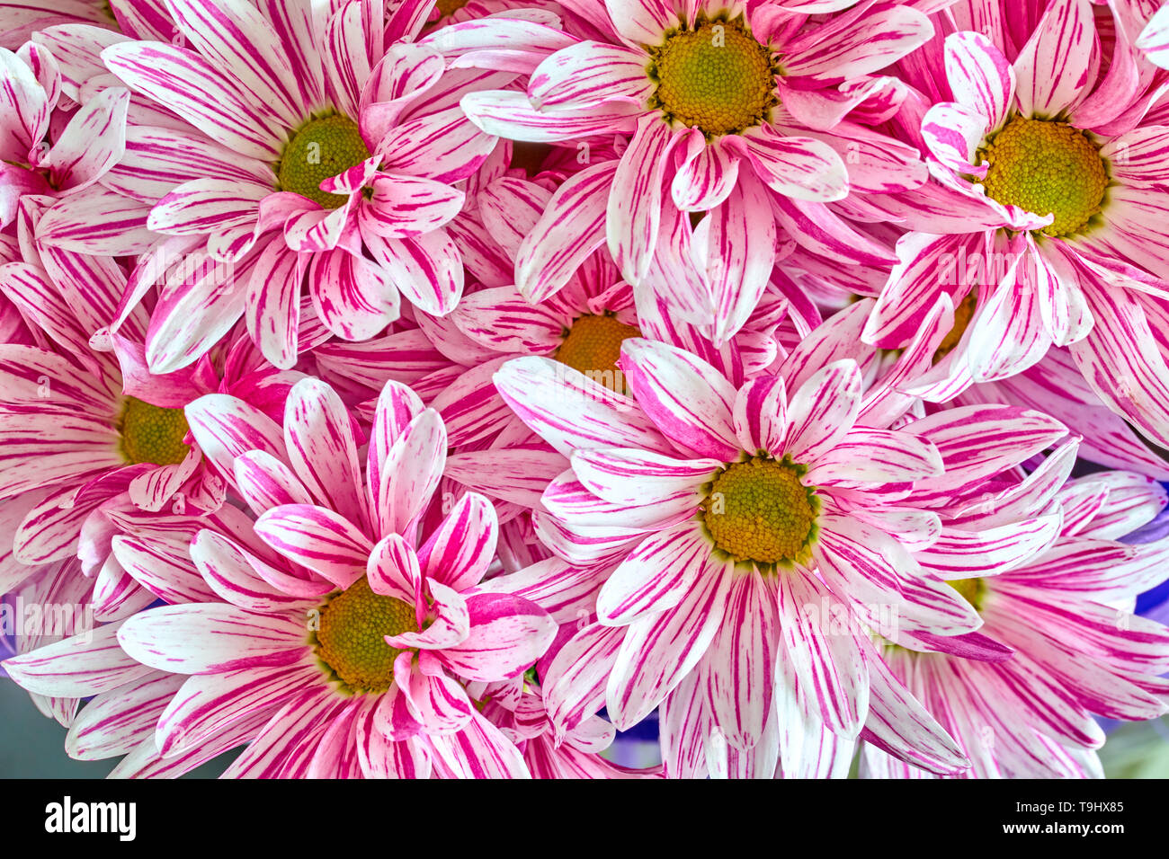 La disposizione del fiore bouquet di gerbere rosa Foto Stock