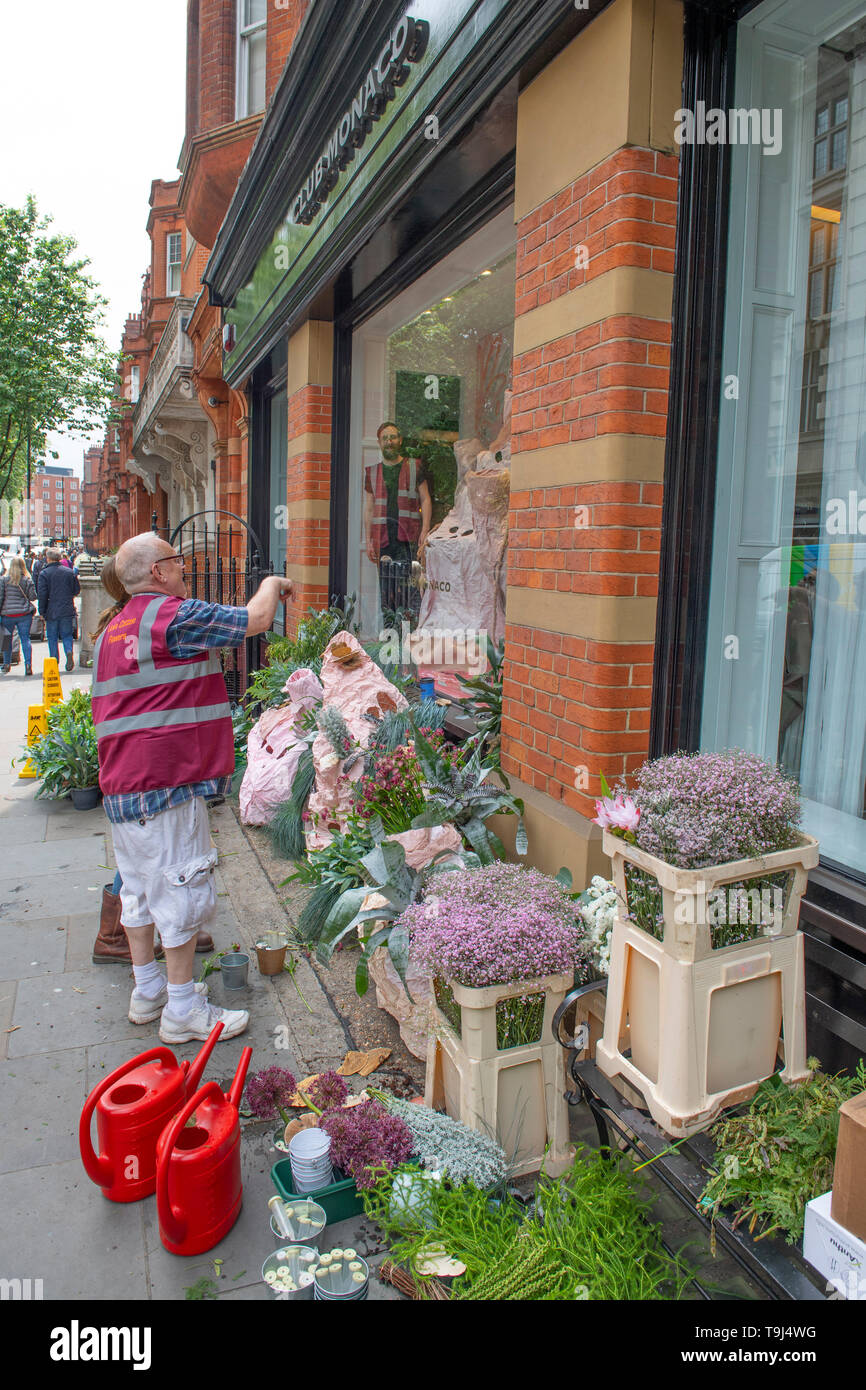 Royal Hospital Chelsea, Londra, Regno Unito. Il 19 maggio 2019. Chelsea Flower Show 2019 si attrezza per giudici prima della pubblica apertura il 21 maggio con tocchi di rifinitura per piantare visualizza e giardini intorno alla showground di Chelsea in fiore. Immagine: negozi, i residenti e le aziende in Chelsea decorano le proprietà per la Mostra dei Fiori alla settimana. Credito: Malcolm Park/Alamy Live News. Foto Stock