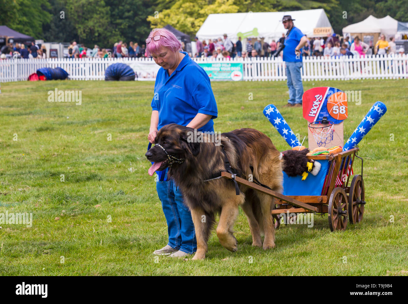 Lymington, Hampshire, Regno Unito. Il 19 maggio 2019. Un evento favoloso per i cani di tutte le forme, razze e dimensioni dell'ultimo giorno inaugurale della manifestazione Dogstival a Pylewell Park Station Wagon, Lymington. Chris Packham era dovuta a ospitare l'evento, ma di essere vittima di una campagna di odio il suo aspetto è stato annullato per motivi di sicurezza, tra paure dei contestatori target sarebbe l'evento. Leonbergers meridionale Karting Display. Credito: Carolyn Jenkins/Alamy Live News Foto Stock