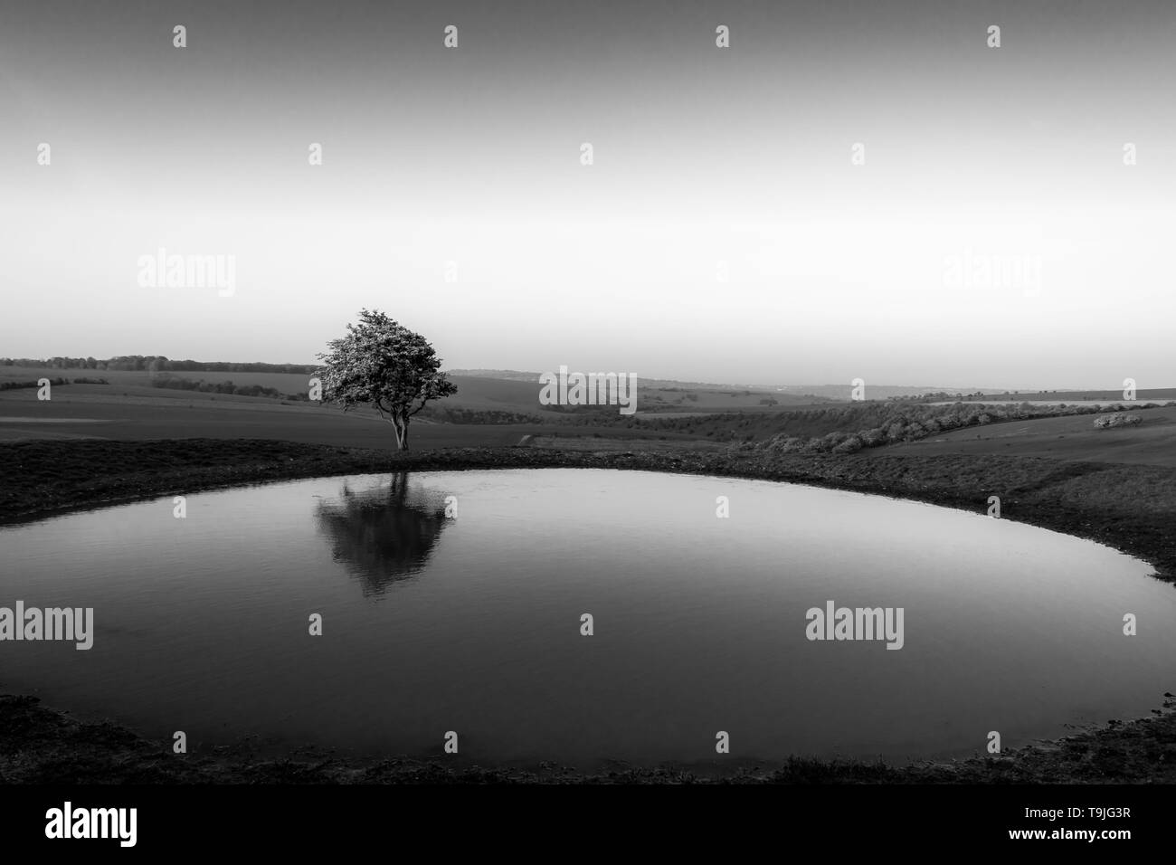 Isolato Albero di biancospino riflessa in un stagno di rugiada Foto Stock