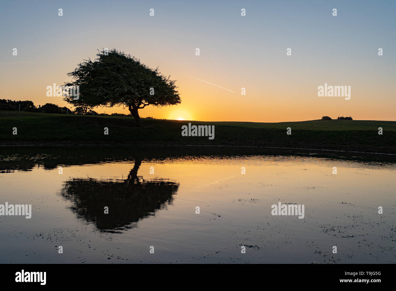 Albero di biancospino da stagno di rugiada all'alba Foto Stock
