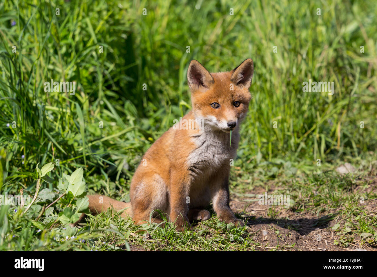 Close-up carino giovane baby red fox (vulpes vulpes) seduto a terra e la luce del sole Foto Stock