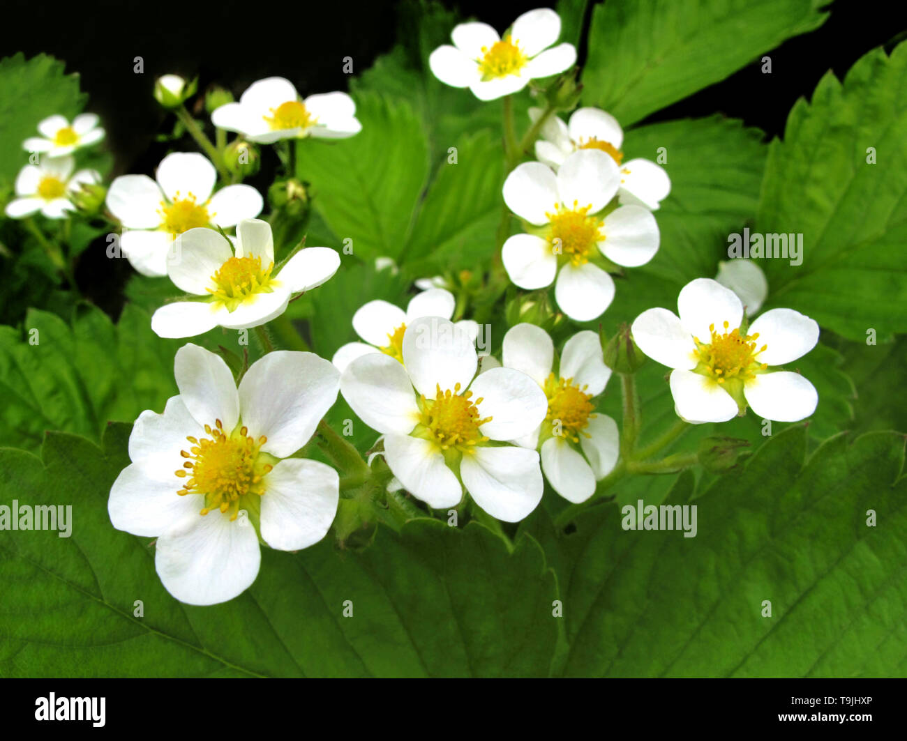Primo piano di bellissimi fiori di fragola Foto Stock