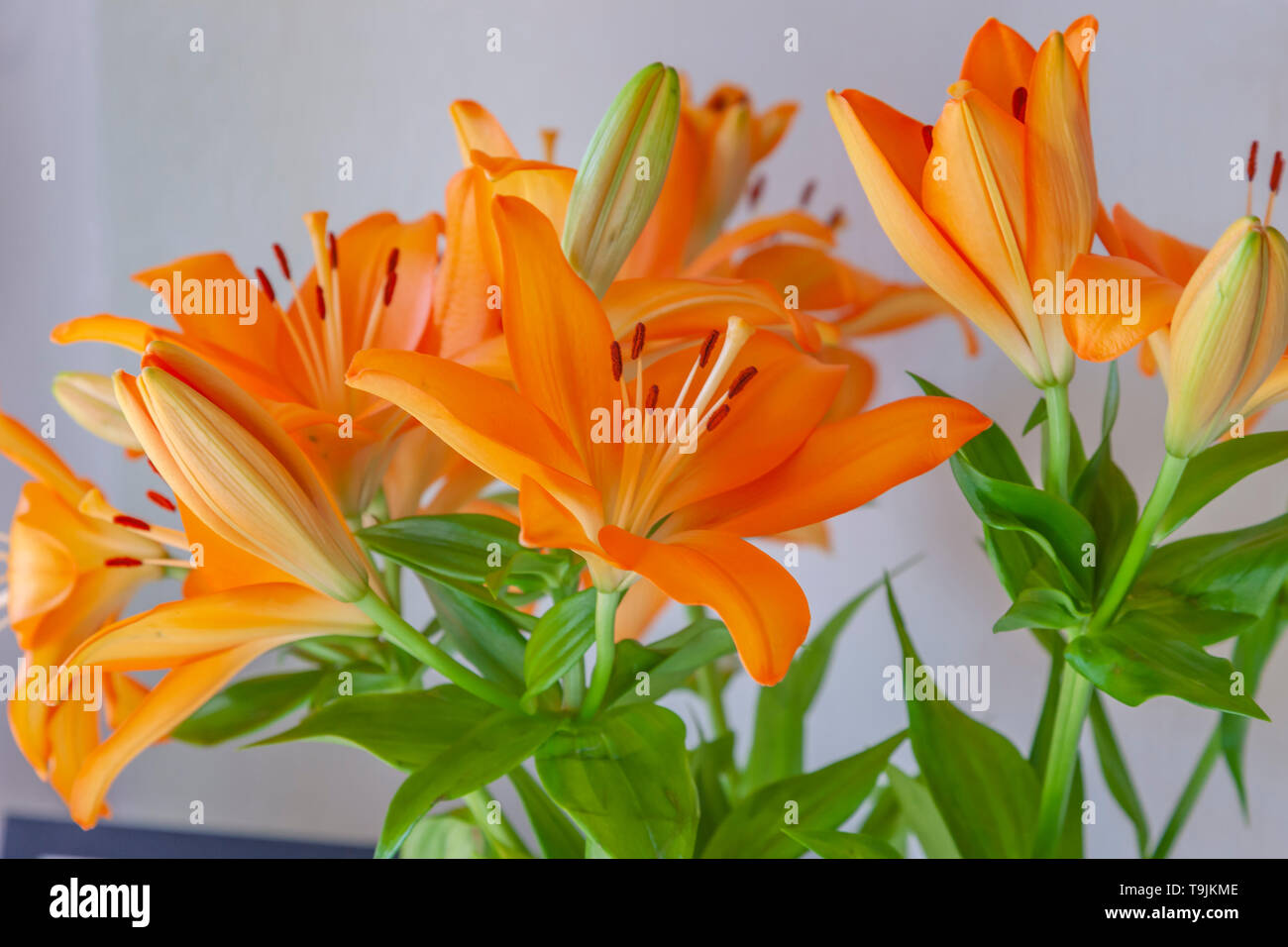 Orange Lilly fiori con limitata profondità di campo cercando vibranti. Foto Stock