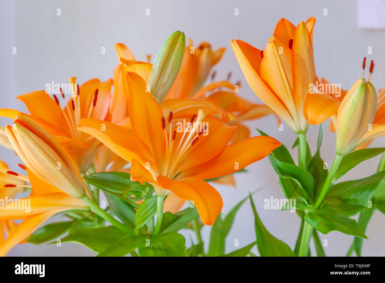 Orange Lilly fiori con limitata profondità di campo cercando vibranti. Foto Stock