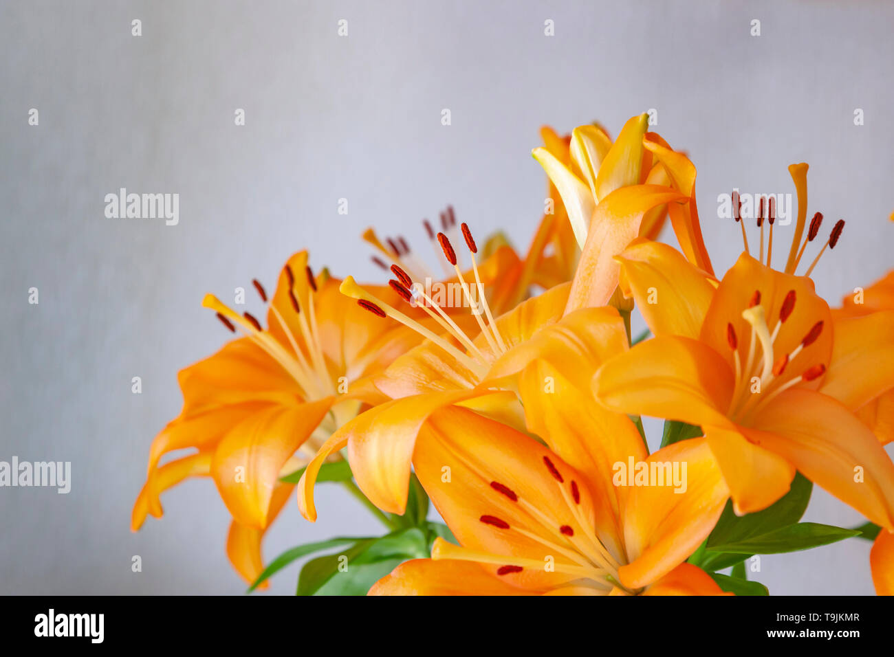 Orange Lilly fiori con limitata profondità di campo cercando vibranti. Foto Stock