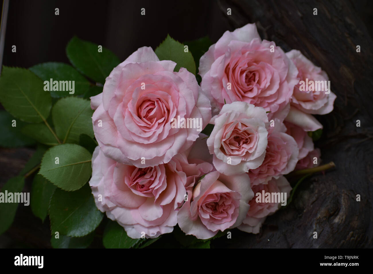 Rosa scuro rose contro la luce sullo sfondo di legno Foto Stock