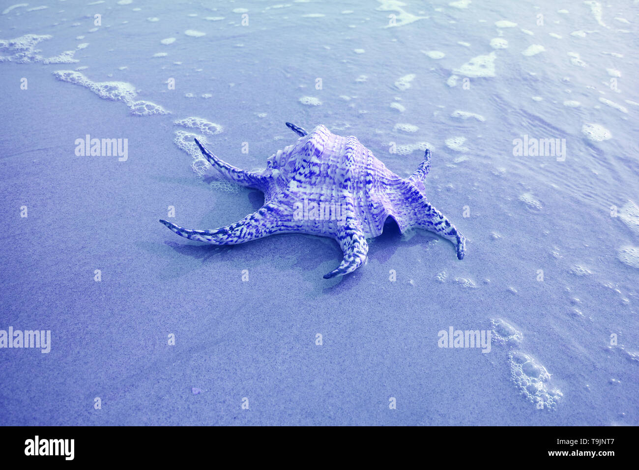 Il Ragno Chiragra Conchiglia isolare sulla spiaggia di sabbia con Seafoam nel colore blu Foto Stock