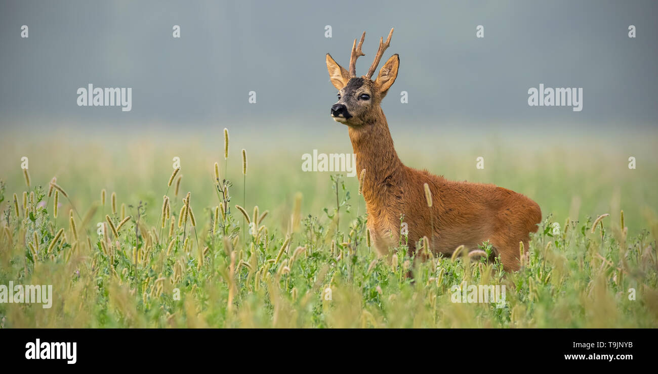 Il Roe Deer buck in piedi in erba alta che guarda lontano con spazio di copia Foto Stock