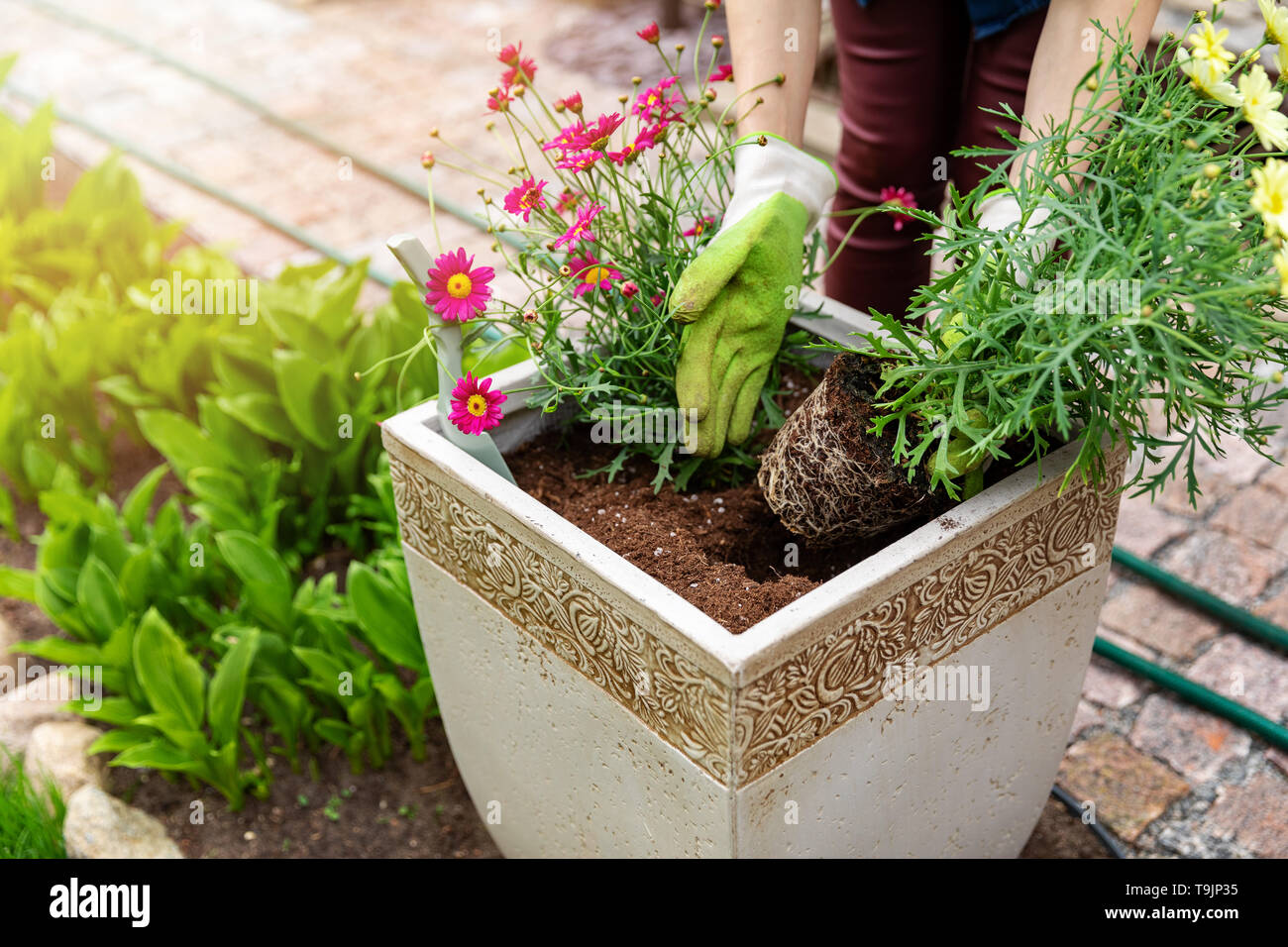Giardiniere piantare fiori estivi in vaso di fiori all'aperto presso il giardino di casa Foto Stock