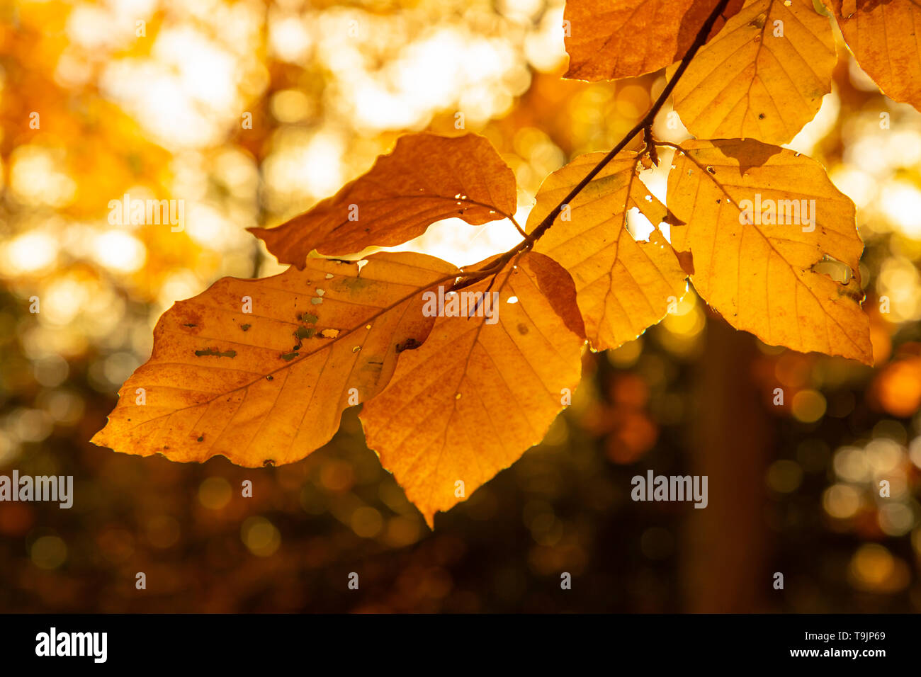 Foglie di giallo su un ramo di faggio in autunno contro la luce solare Foto Stock