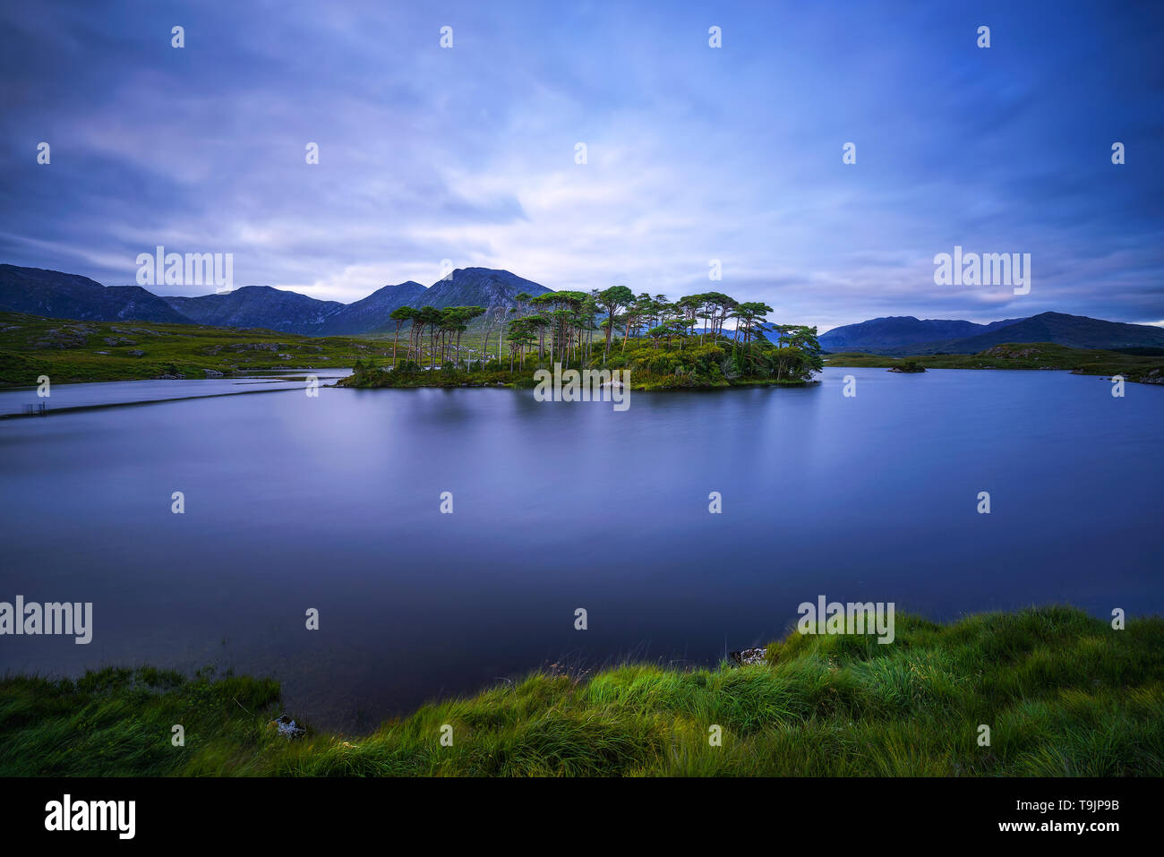Alberi di pino isola nel Lago Derryclare al tramonto Foto Stock