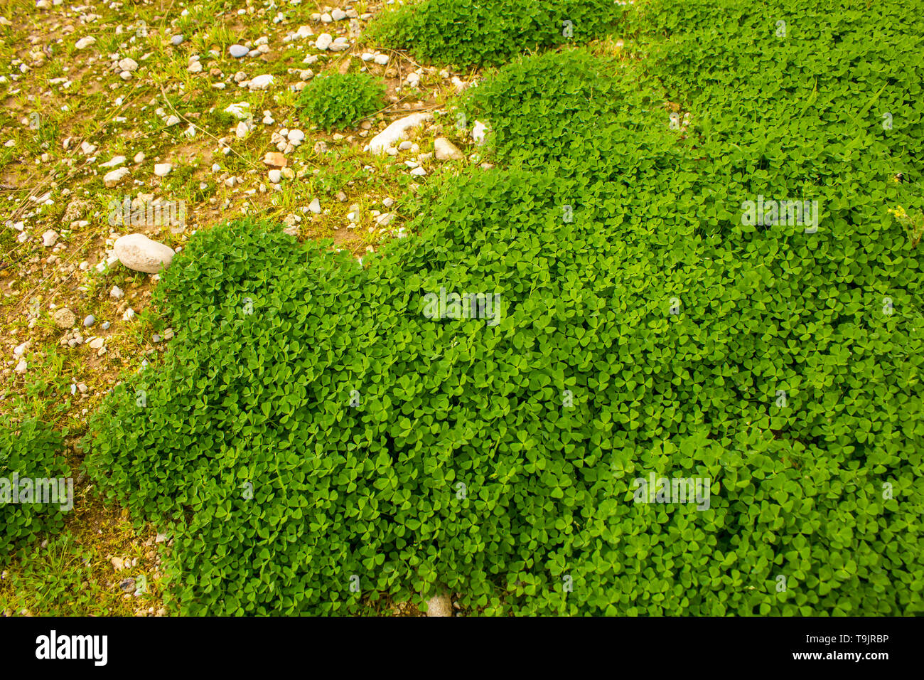 Il trifoglio come uno sfondo naturale Foto Stock